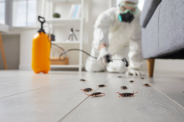Post-Treatment Bed Bug Interceptor Monitoring in Clute